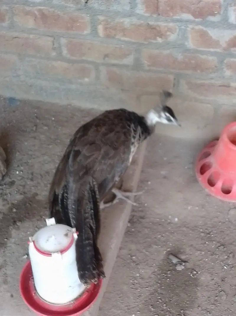 Blue shoulde chick r pair for sale — photo 5