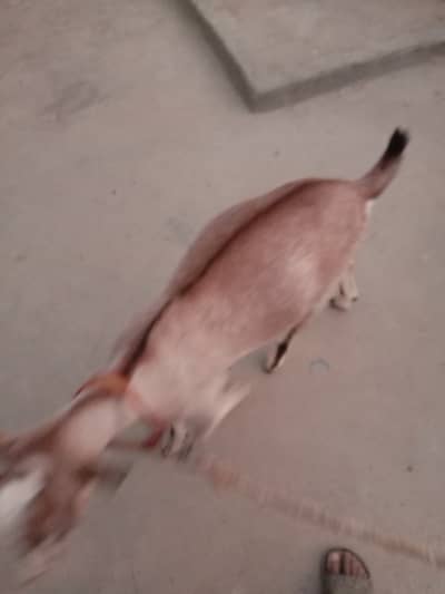 Bakra