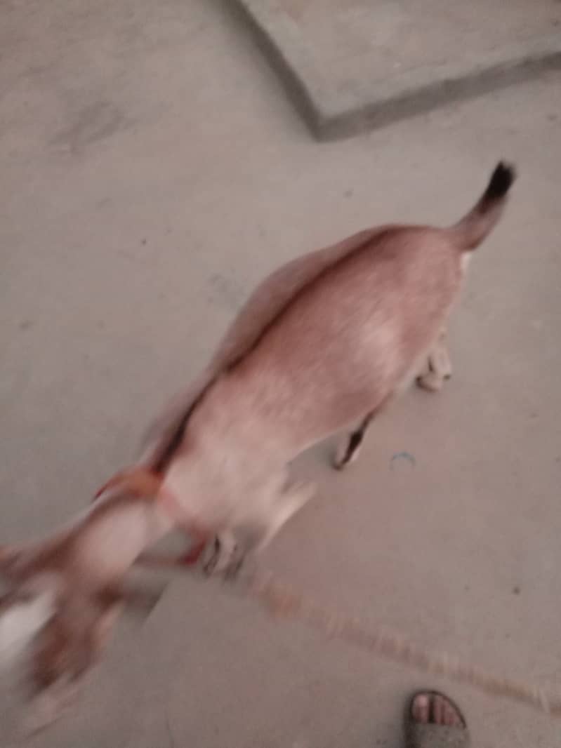 Bakra 0