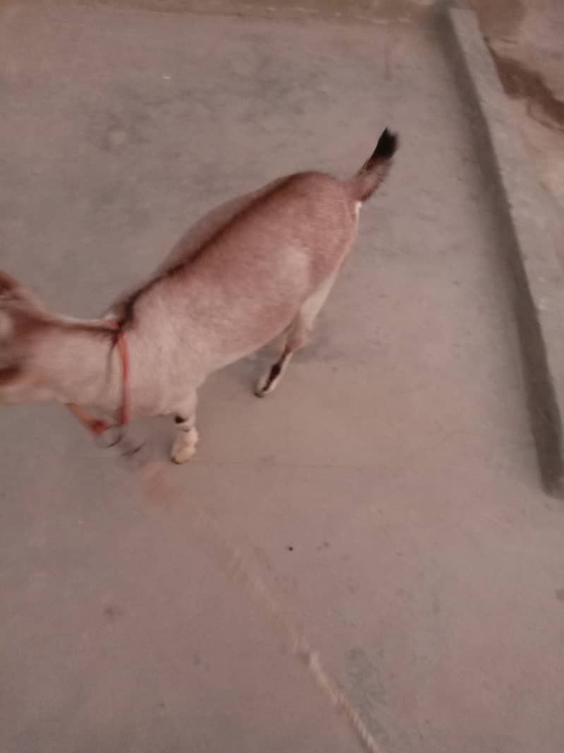 Bakra 1