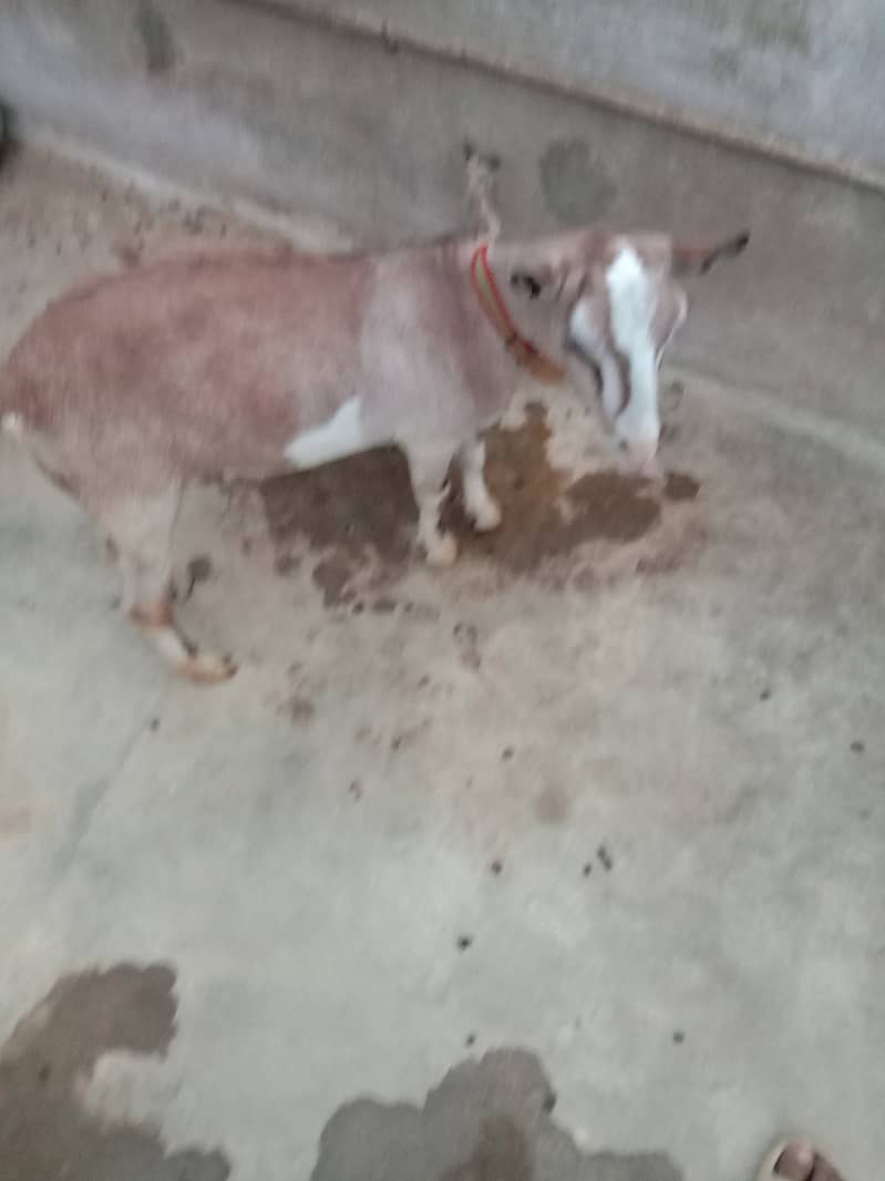 Bakra 2