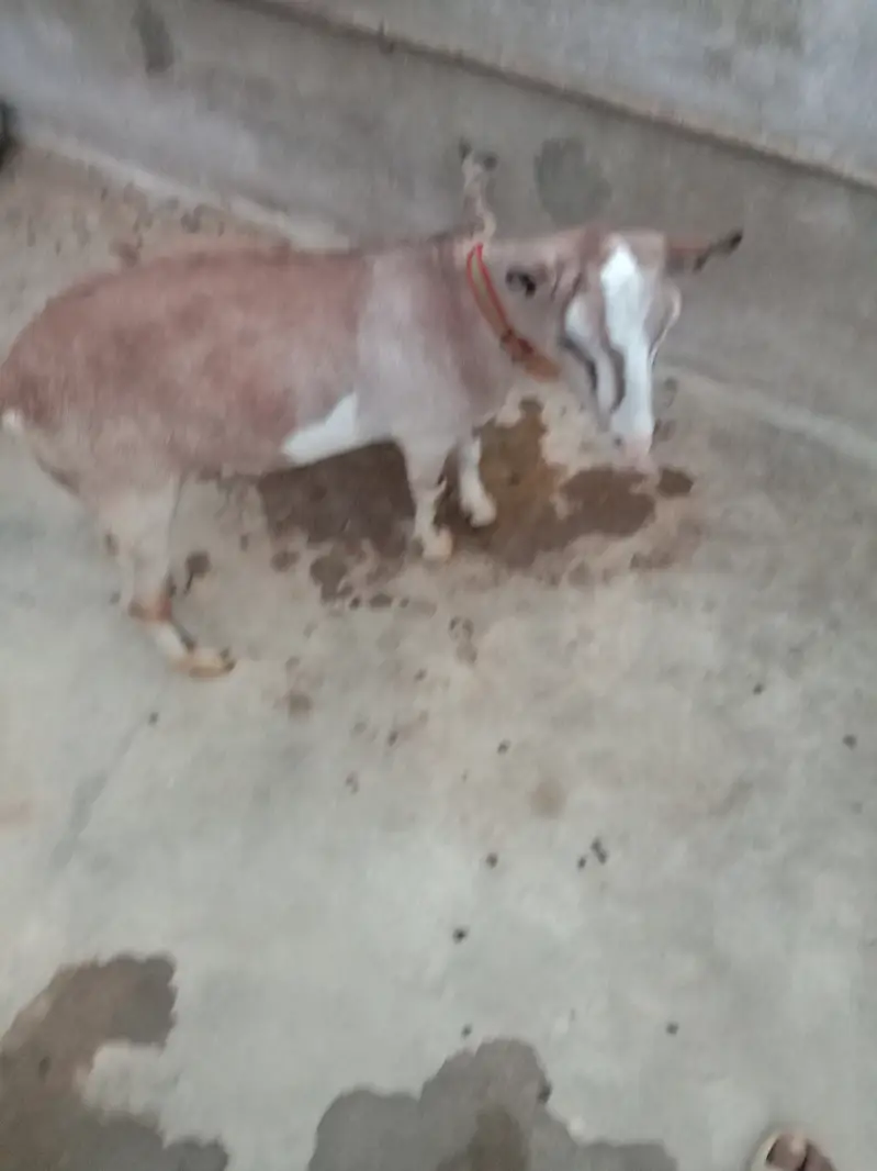 Bakra — photo 3