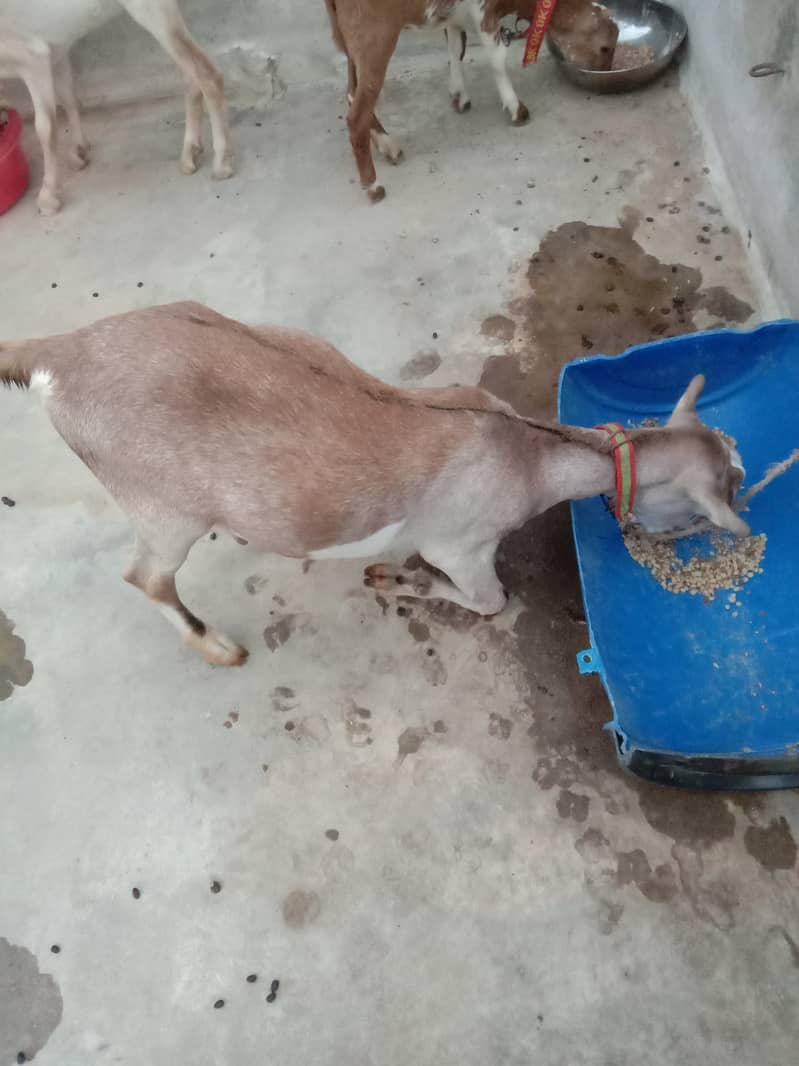 Bakra 3