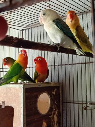 love birds available
