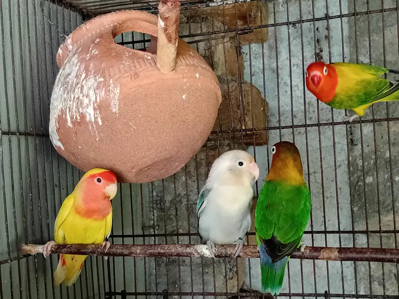 love birds available — photo 2