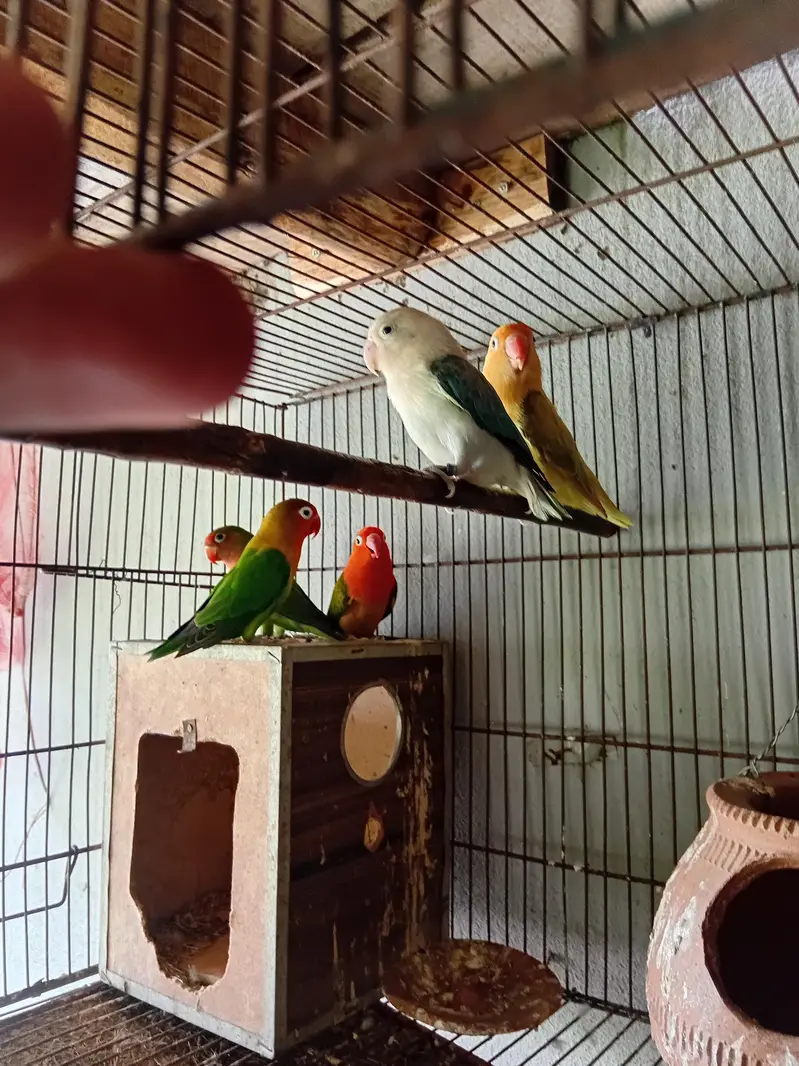love birds available — photo 3