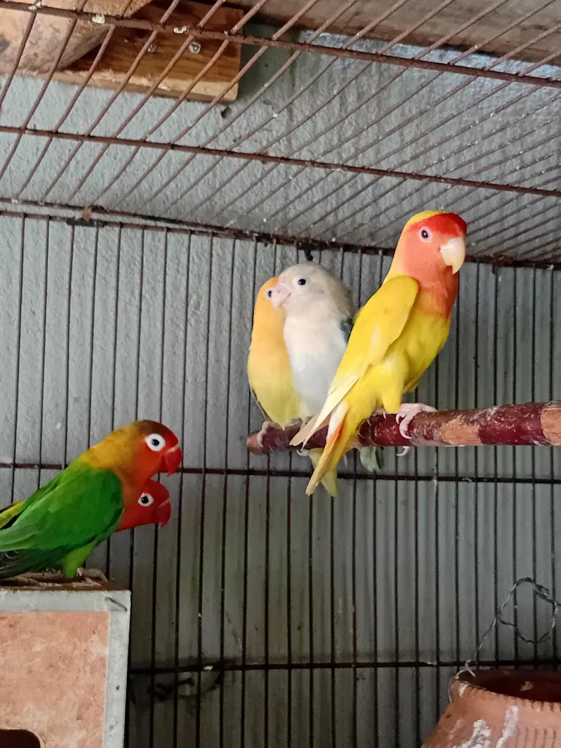 love birds available — photo 4