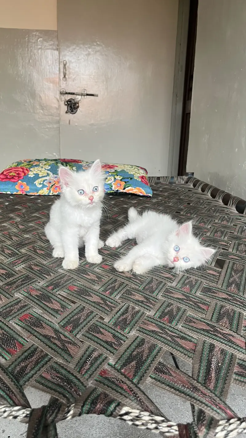 Russian pair Whatsapp number 03154620877 — photo 3
