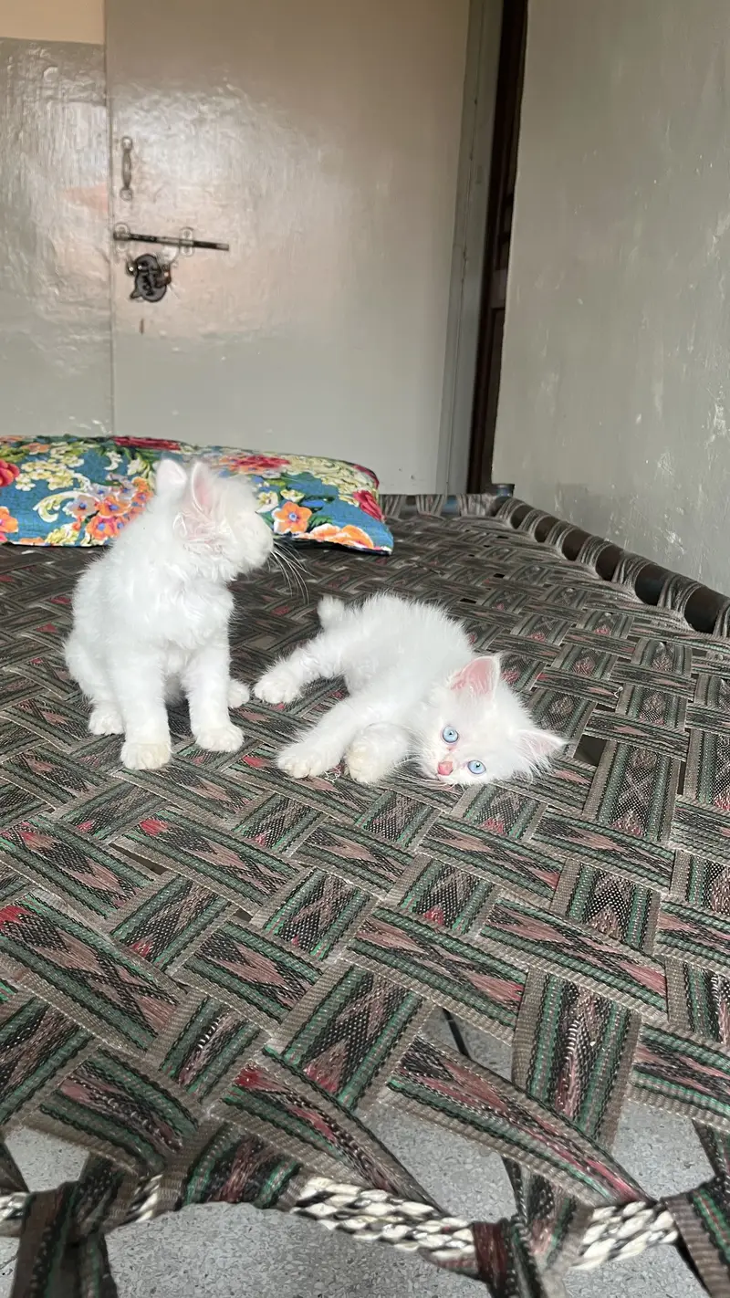 Russian pair Whatsapp number 03154620877 — photo 6