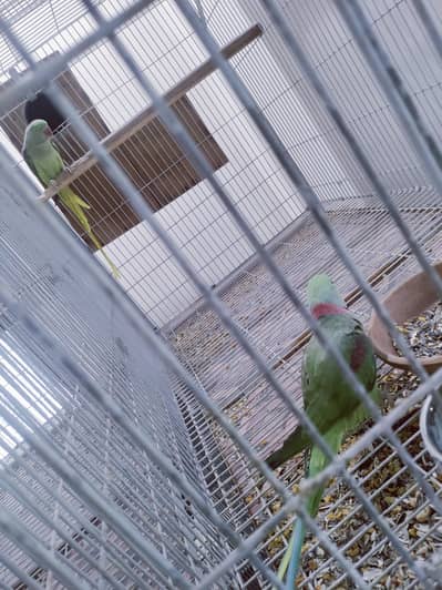 Kashmiri Raw Jumbo Size Breeder Pairs