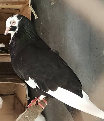 5 pigeons for sell