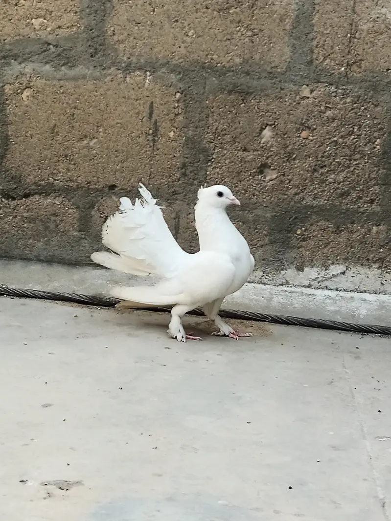 5 pigeons for sell — photo 2