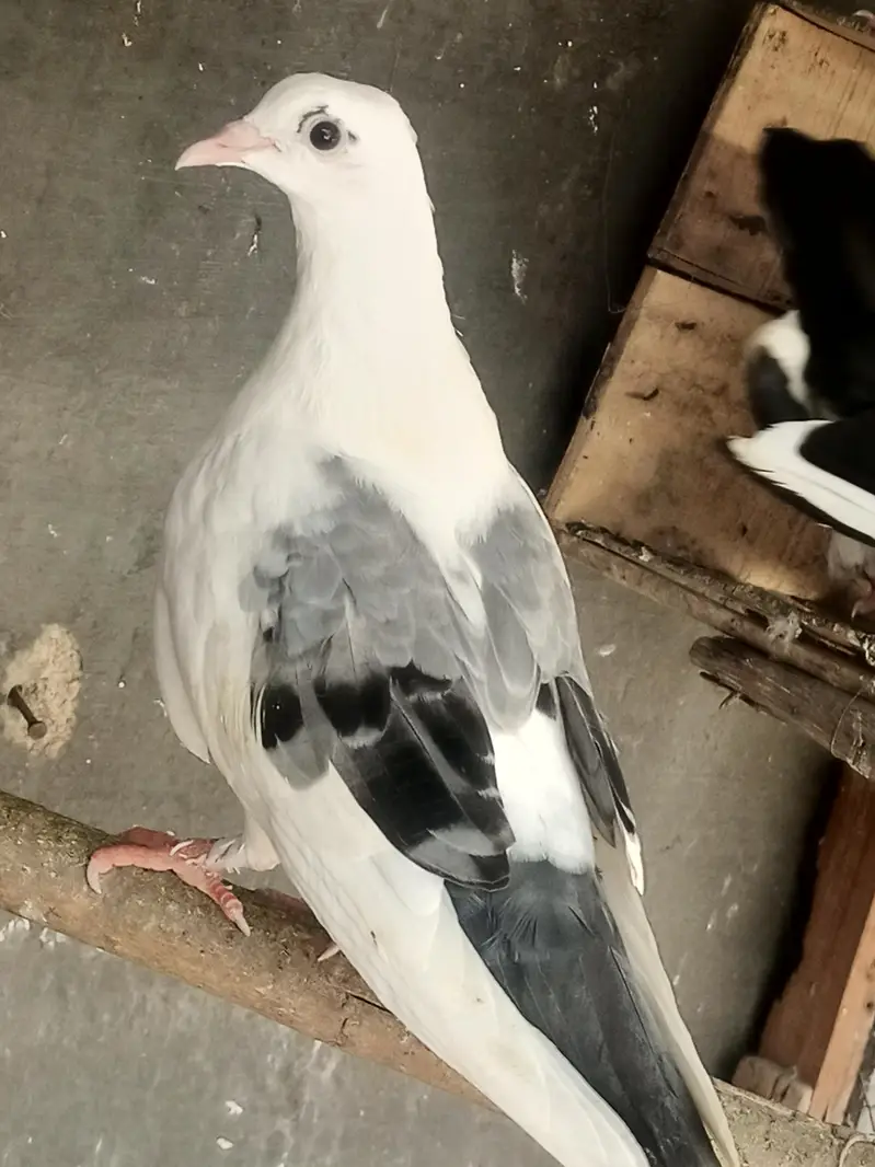 5 pigeons for sell — photo 3