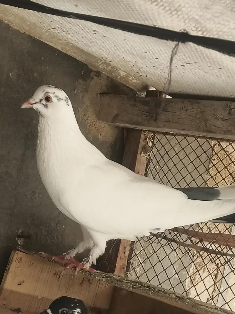 5 pigeons for sell — photo 4