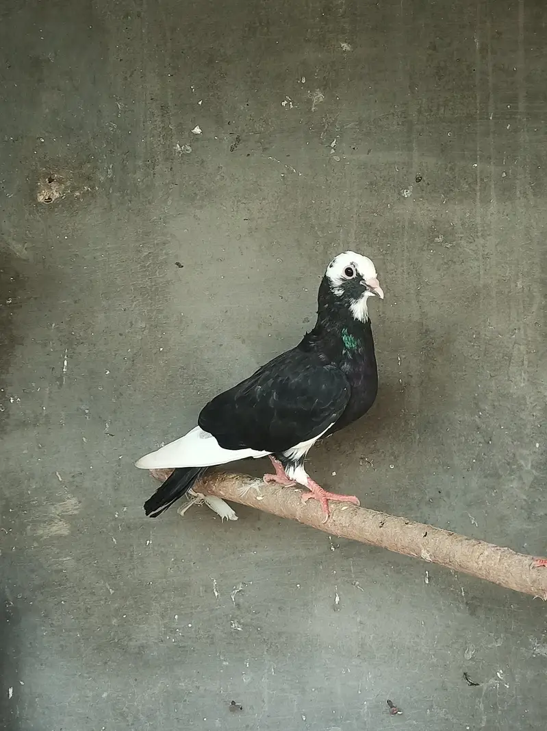 5 pigeons for sell — photo 5
