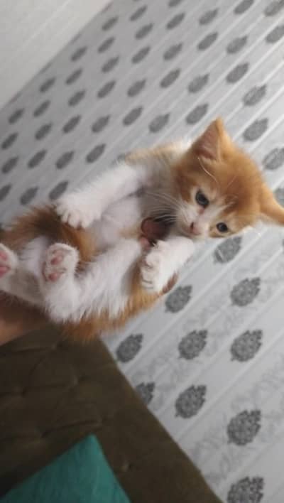 Persian cat@ Perisan @ Cat@ Siamese cat@ blue eye@ coated@ White cat