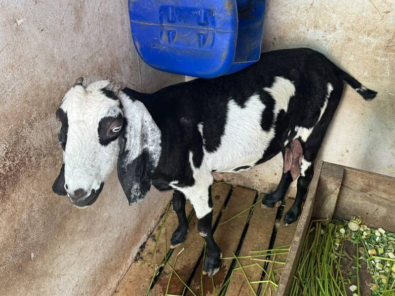 bakri 0
