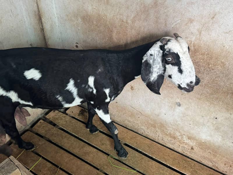 bakri 1
