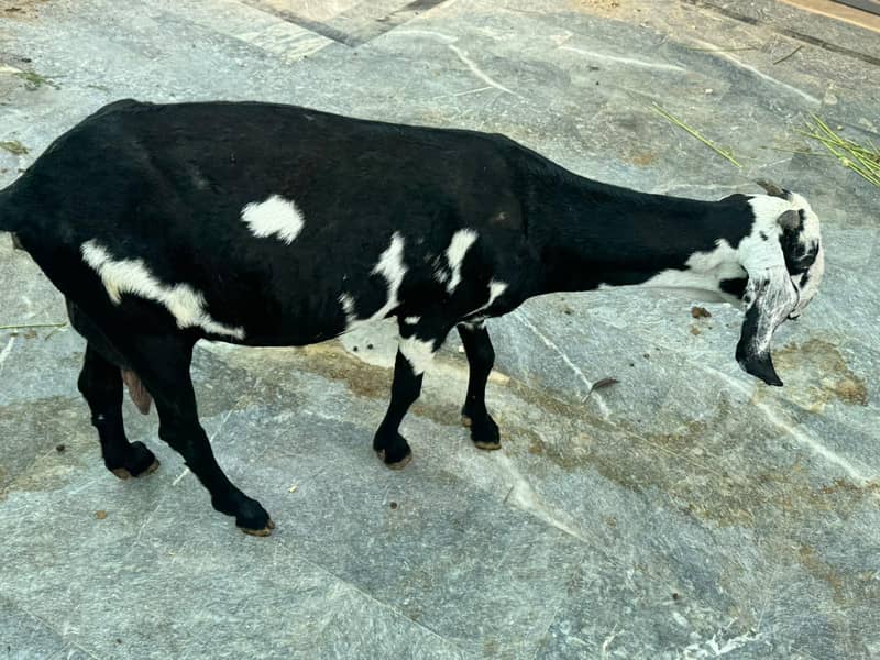 bakri 3