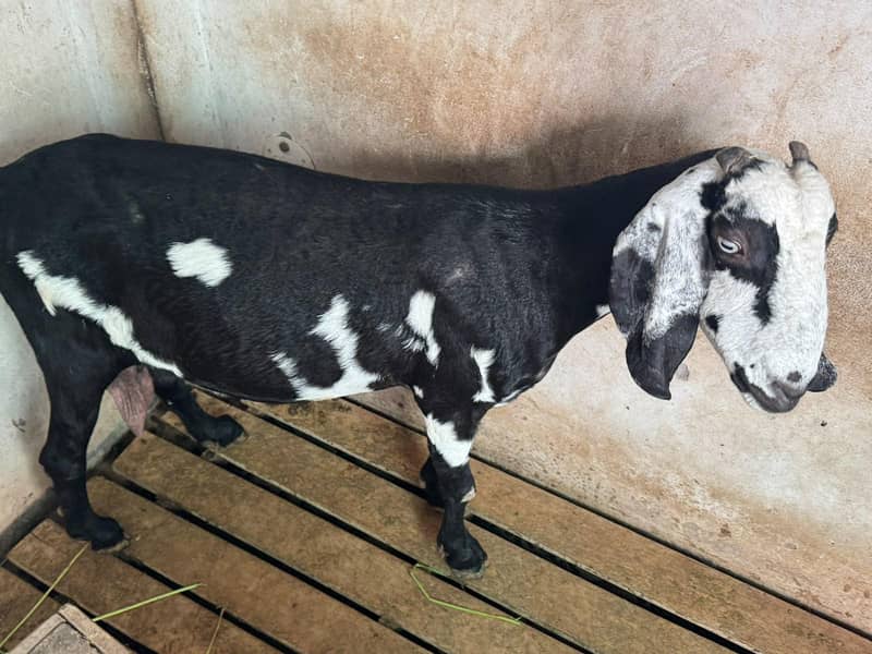 bakri 4
