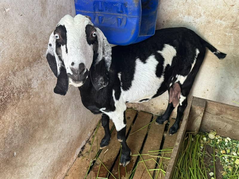 bakri 5
