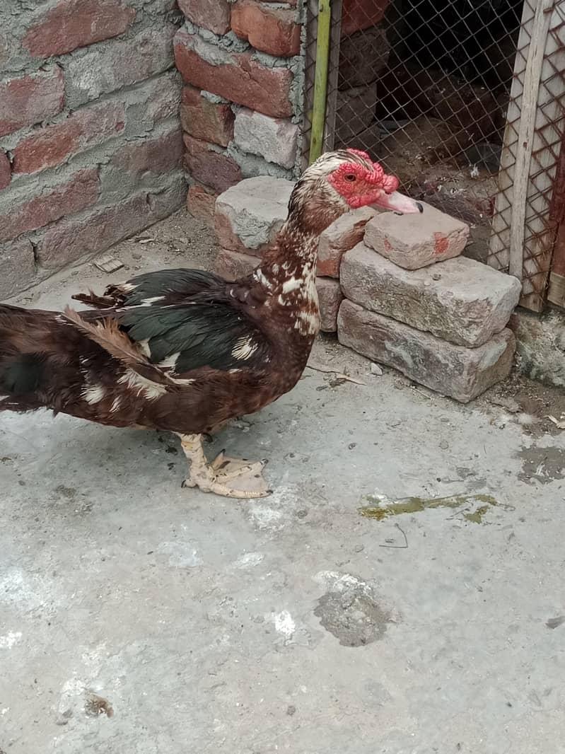 mocque duck 0