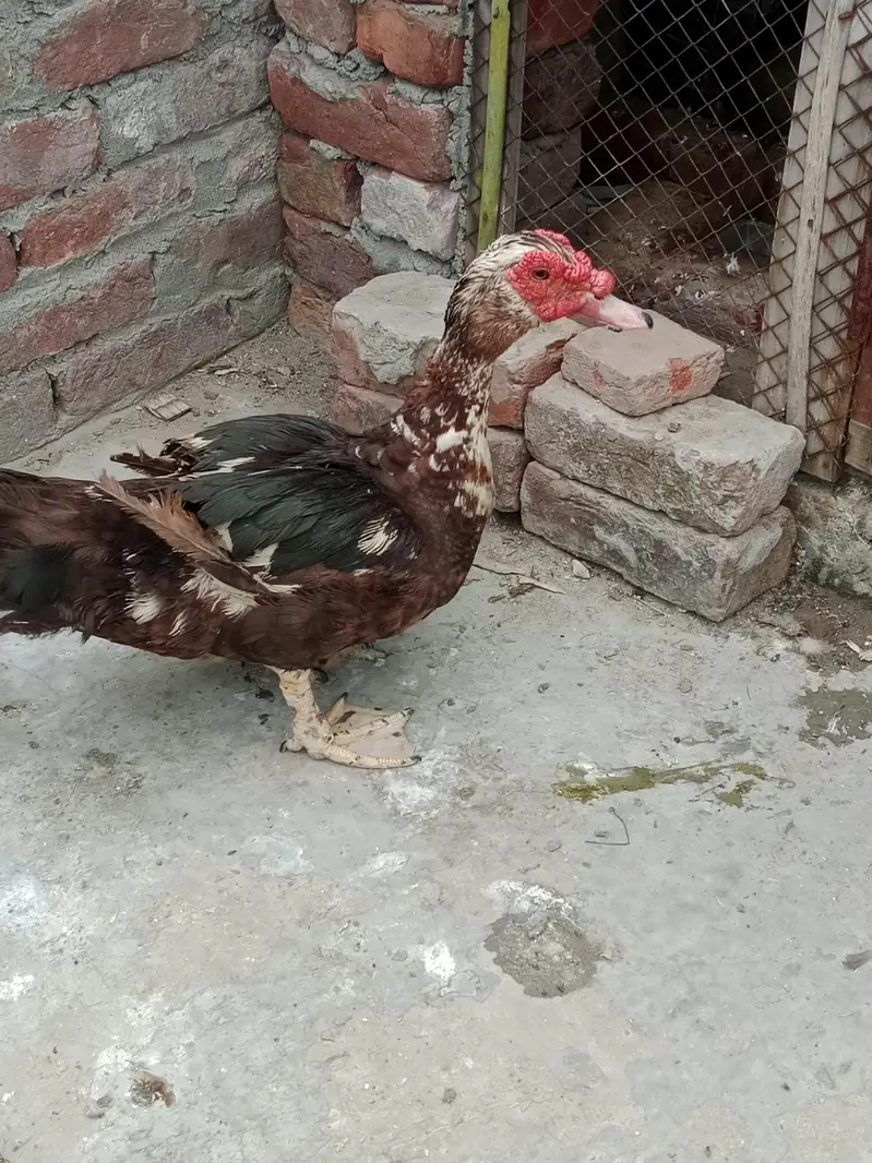 mocque duck