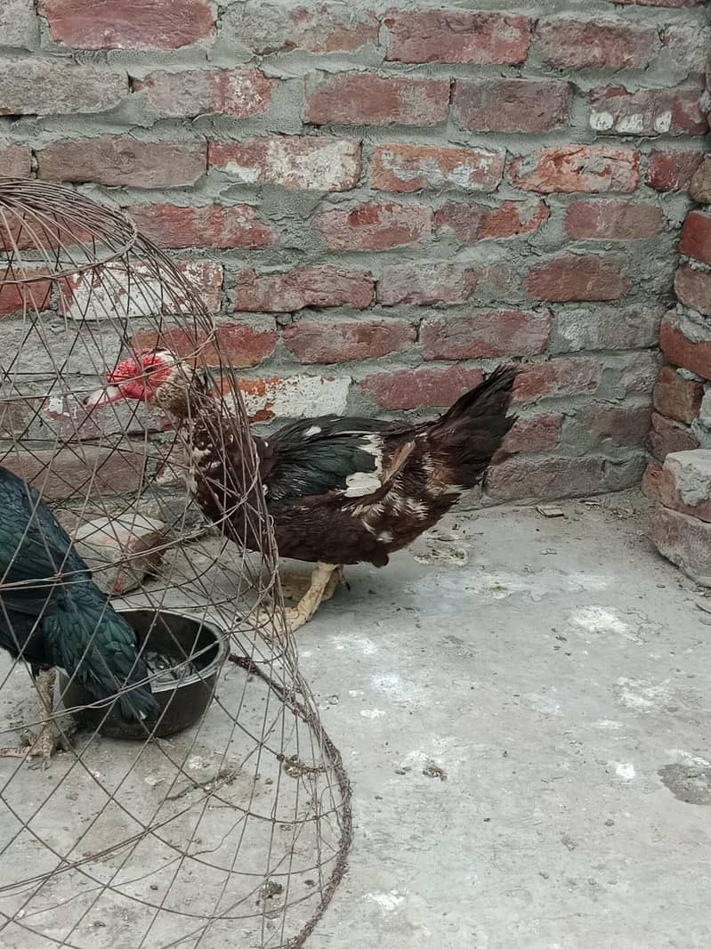 mocque duck 1