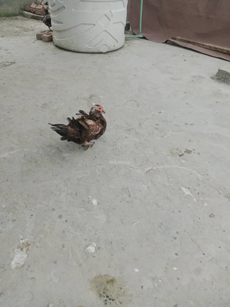 mocque duck 2
