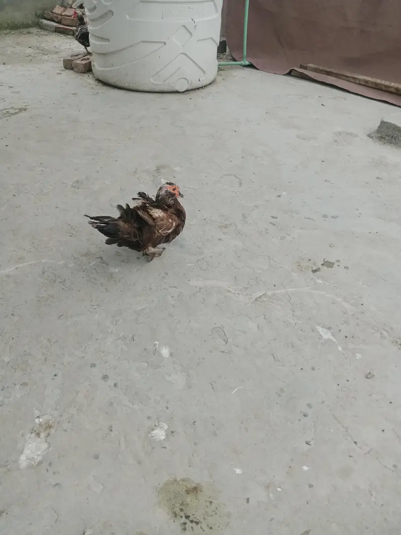 mocque duck — photo 3