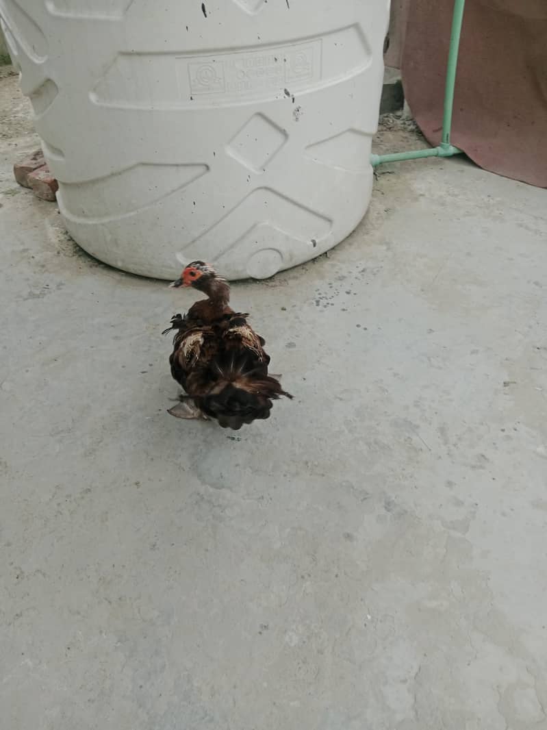 mocque duck 3