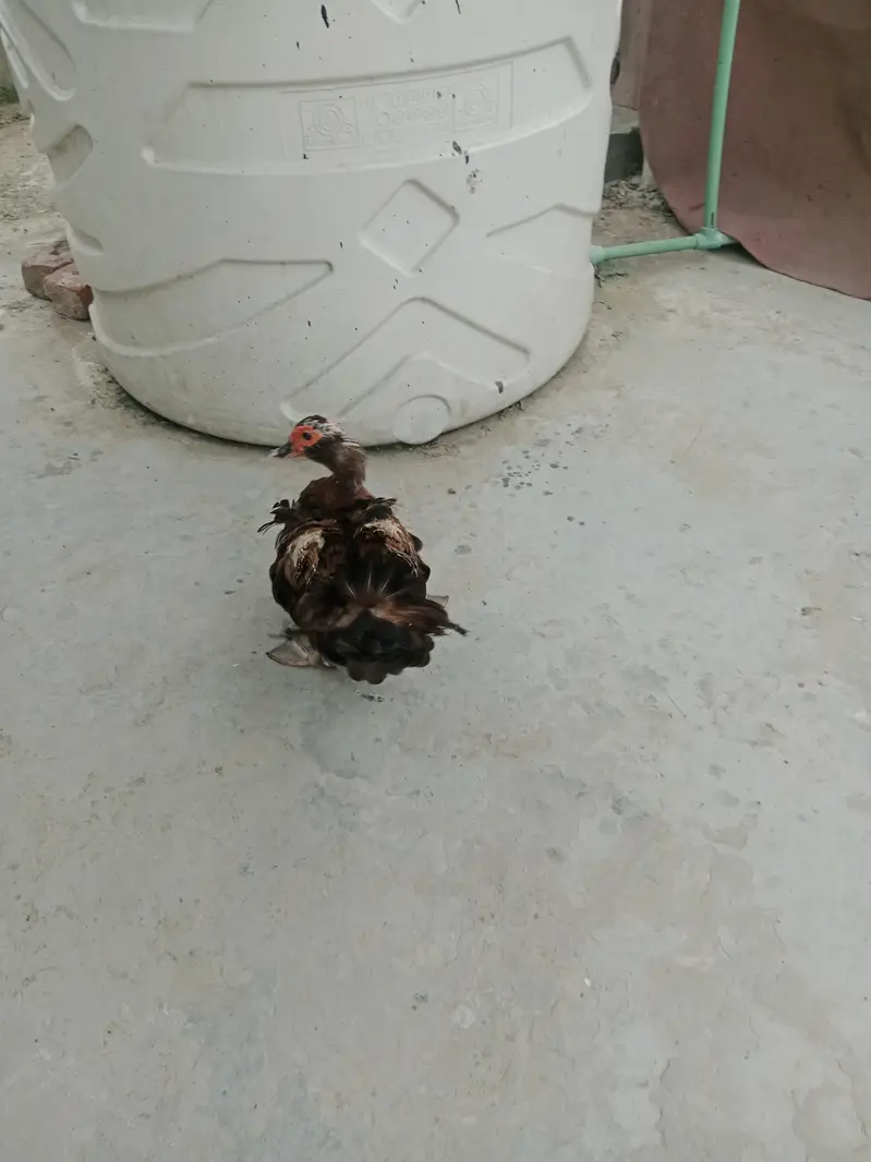mocque duck — photo 4