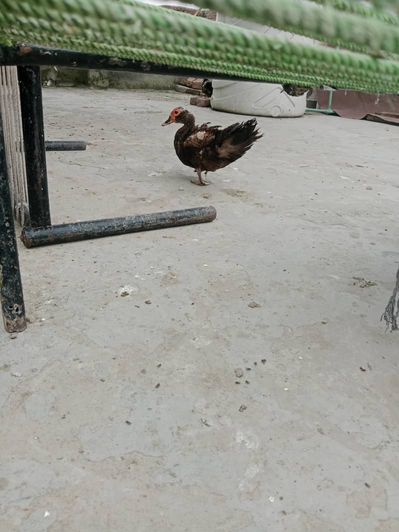 mocque duck 4