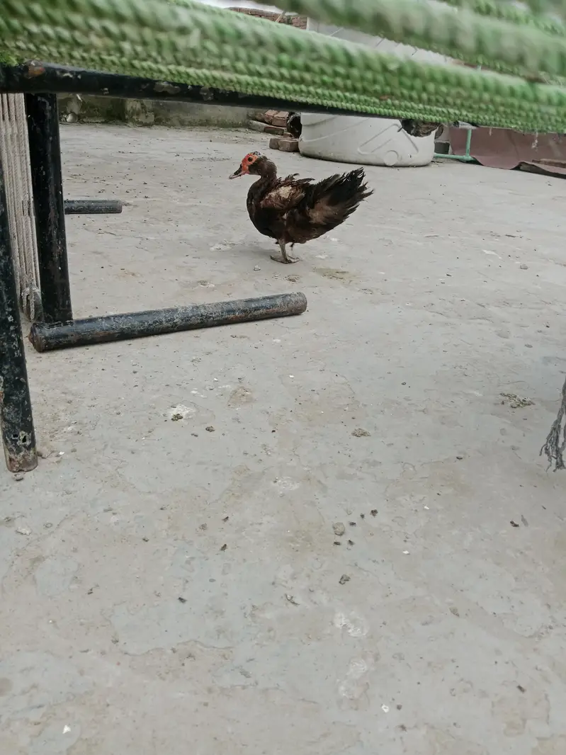 mocque duck — photo 5