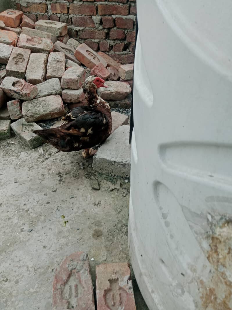 mocque duck 5