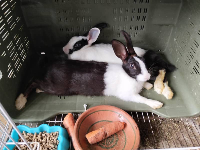 pair rabbits 0