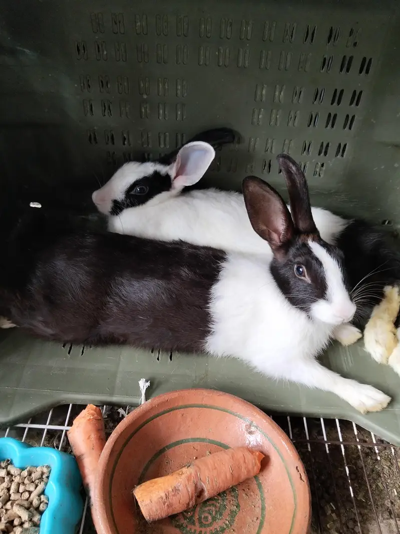 pair rabbits — photo 2