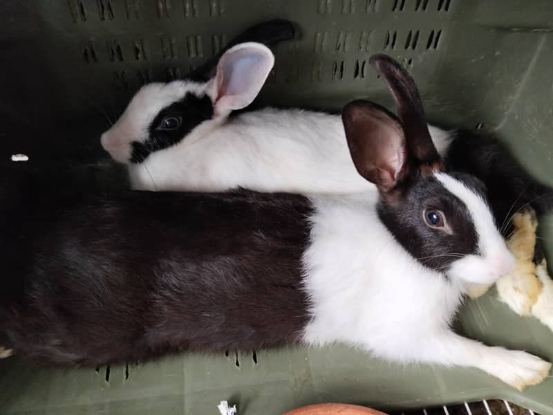 pair rabbits 2
