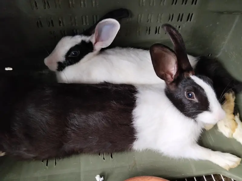 pair rabbits — photo 3