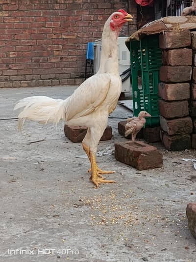 Aseel Heera long height pahta  (03261738905)