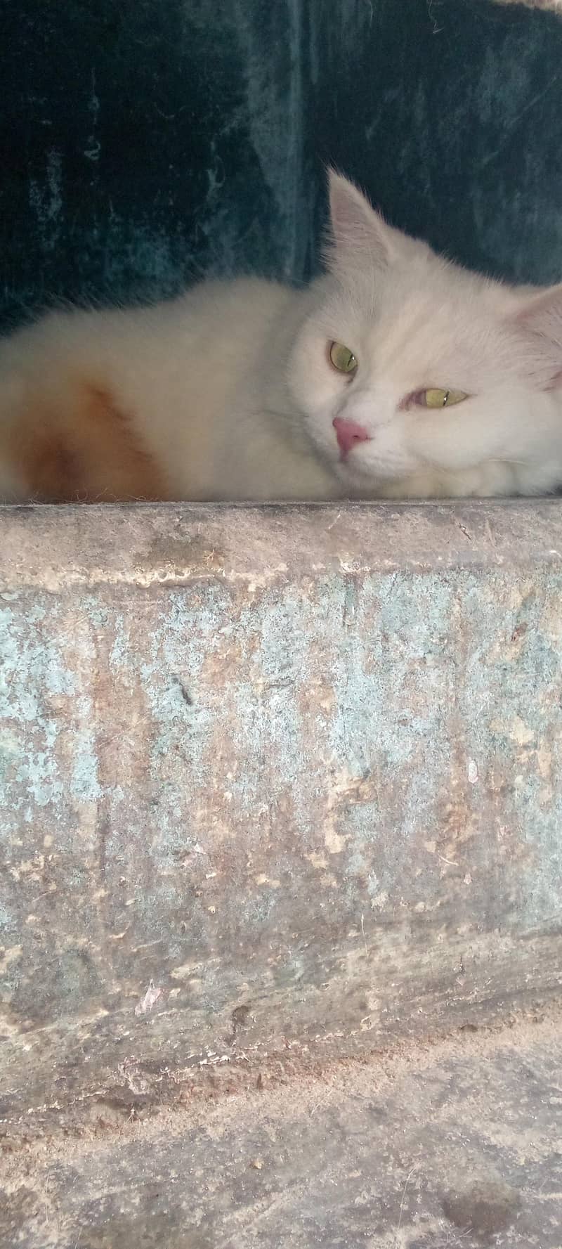 Persian Cat 0