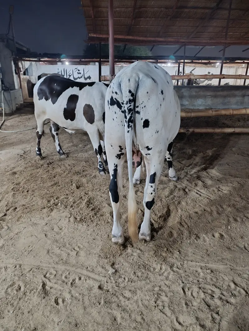 Jori for sale — photo 3