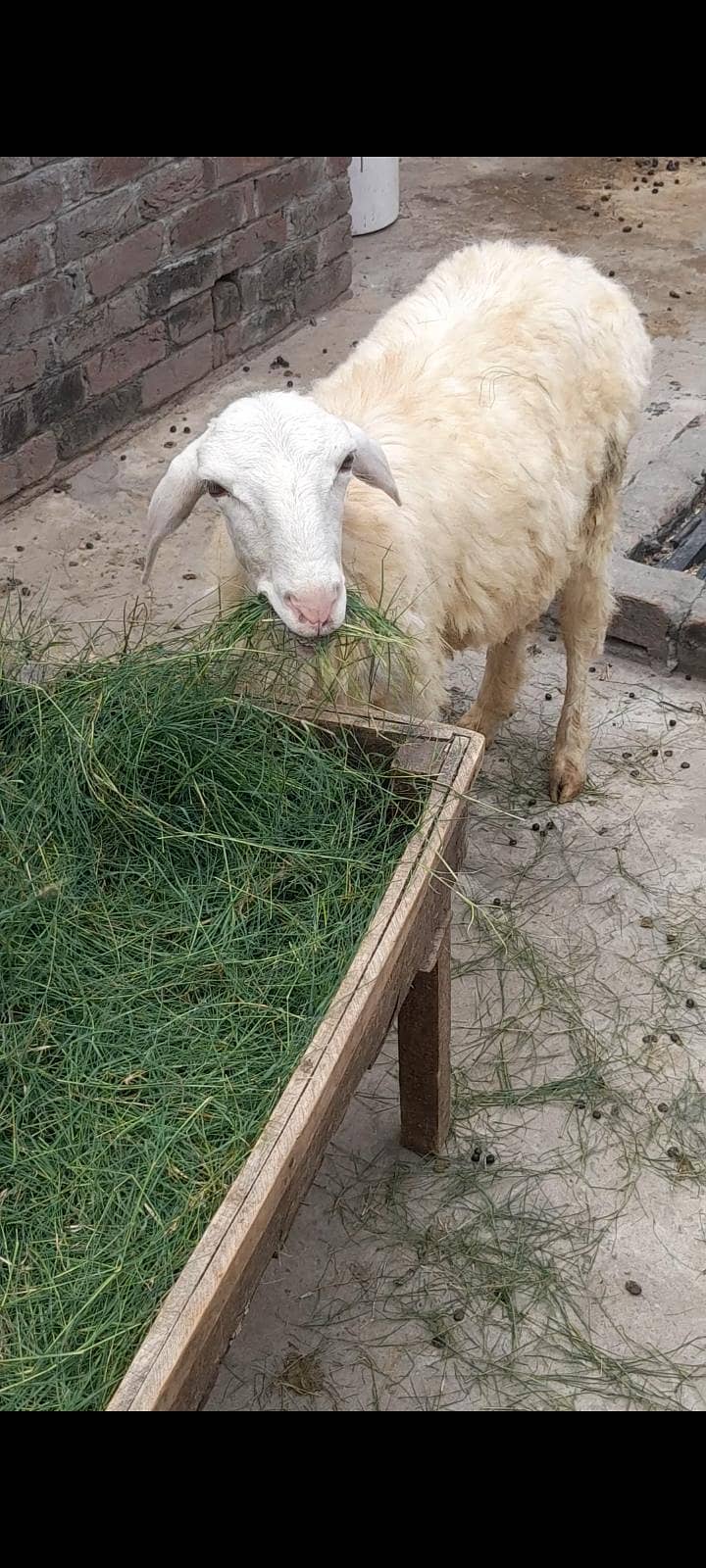 dumba bacha 2