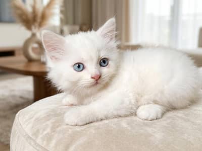 Blue eyes Female kitten