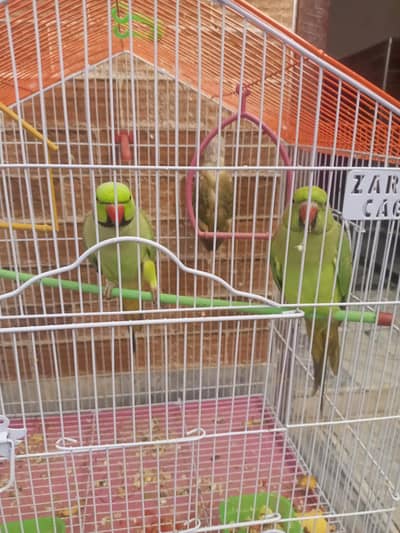 Raw birds