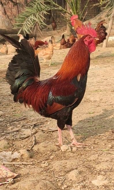 Desi murga 0