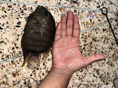 Big severum for sell