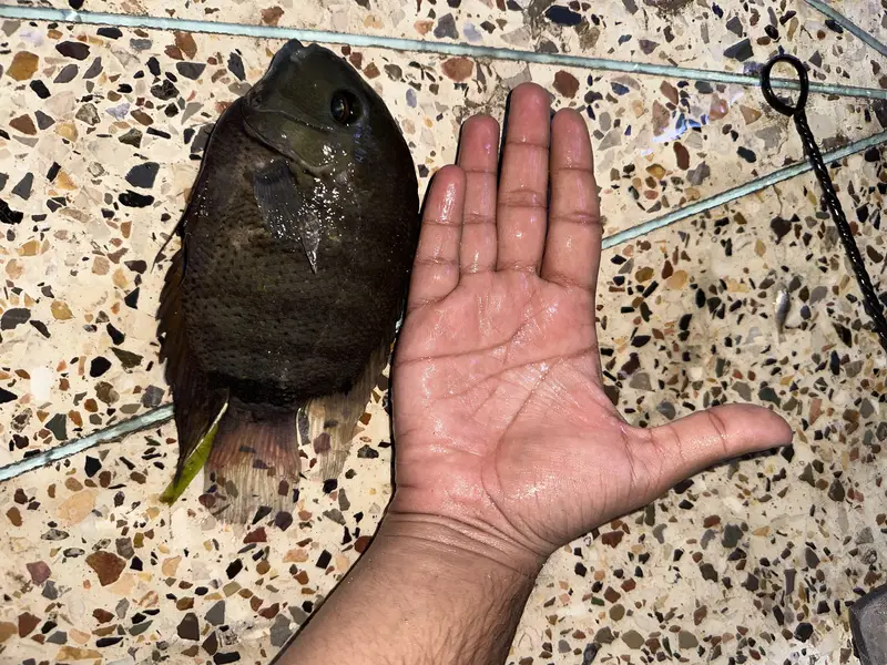 Big severum for sell