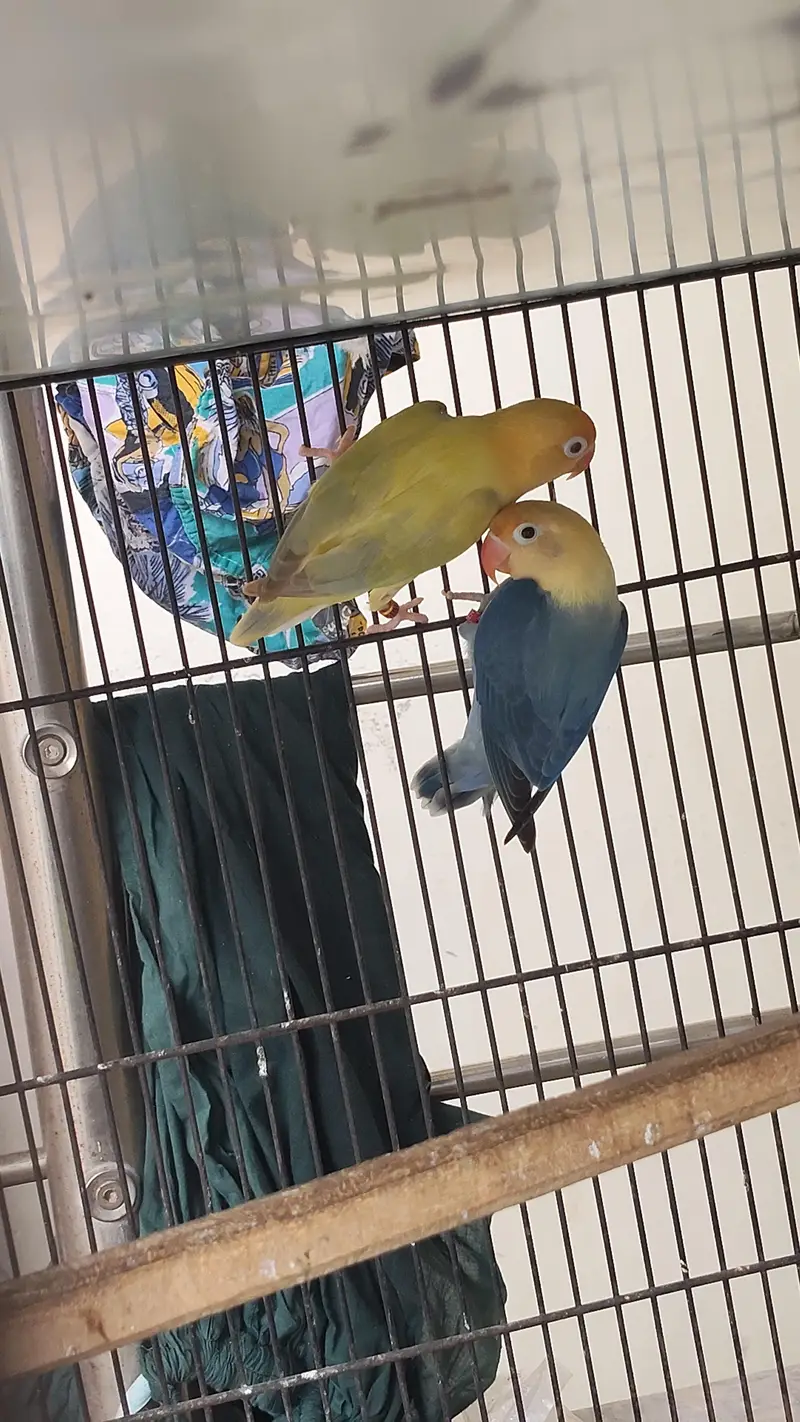 parblue opline palefalow — photo 3