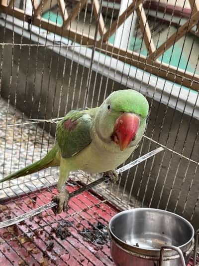 Raw parrot patha talking